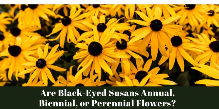 Are Black-Eyed Susans Annual, Biennial, or Perennial Flowers?