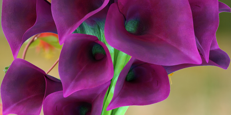 What Are Calla Lilies?