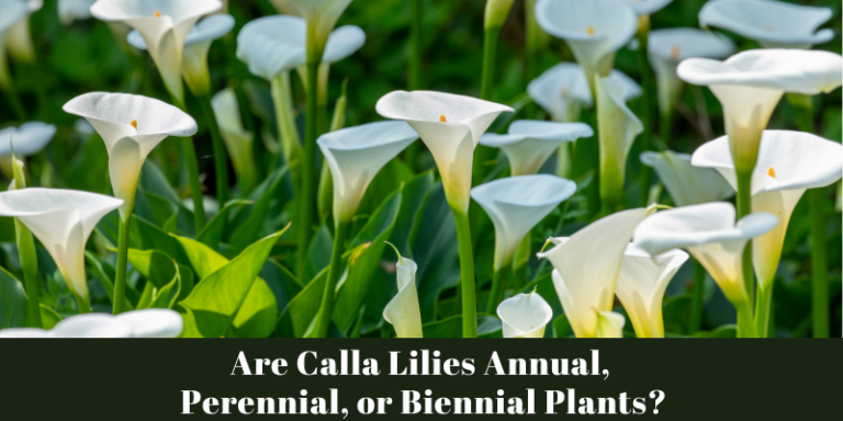 Are Calla Lilies Annual, Perennial, or Biennial Plants?