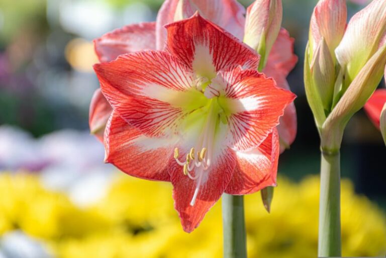 Are Daylilies Invasive? Understanding the Impact on Your Garden and Environment