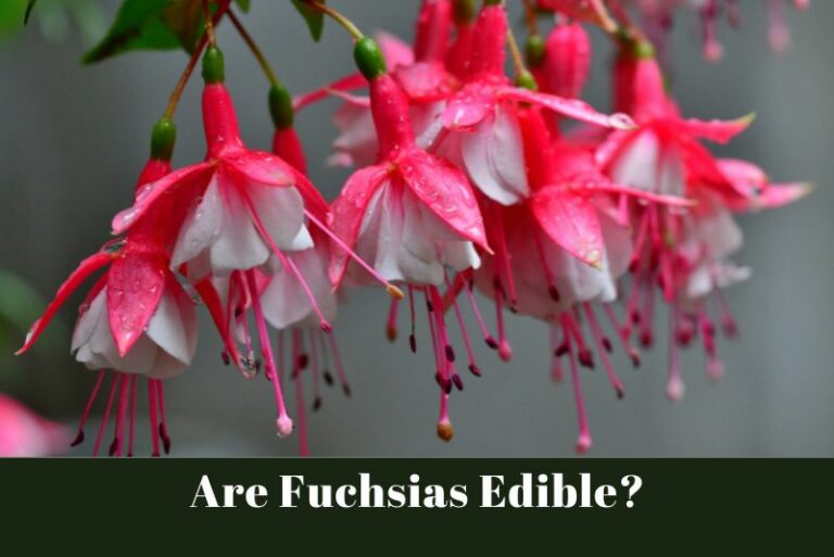 Are Fuchsias Edible? Exploring the Culinary Delights of Fuchsia Berries, Leaves, and Flowers