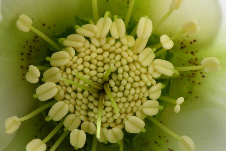 Are Hellebores Toxic to Animals or People?