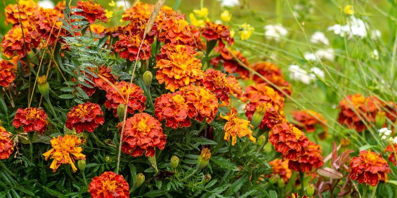 The Marigold Plant
