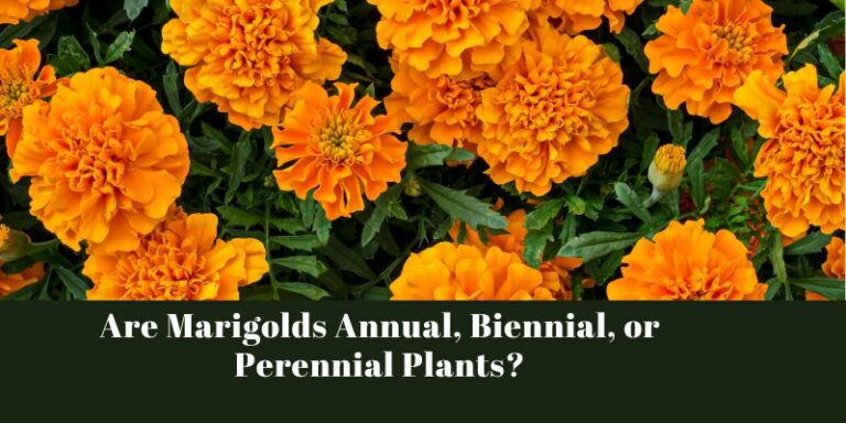 Are Marigolds Annual, Biennial, or Perennial Plants?