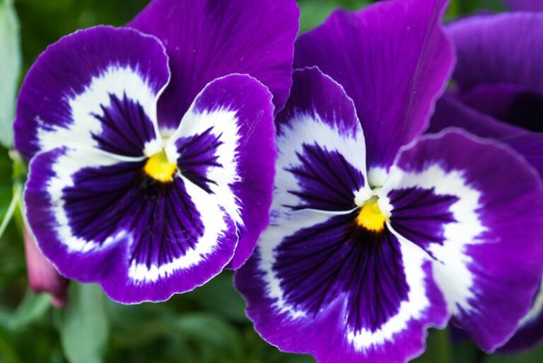 Are Pansy Flowers Edible? Tips for Harvest and Use