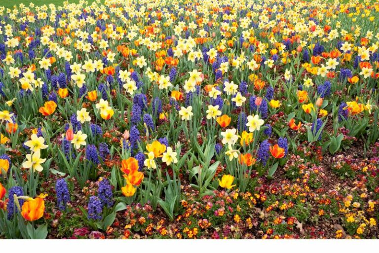 Planting Spring-Flowering Bulbs: A Gardener’s Guide