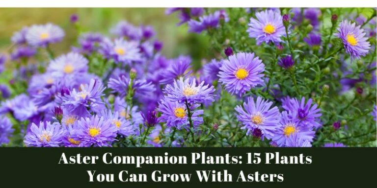 Aster Companion Plants: 15 Plants You Can Grow With Asters