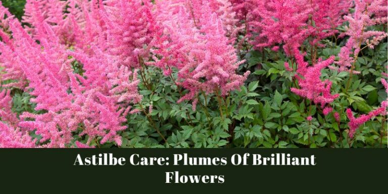 Astilbe Care: Plumes Of Brilliant Flowers