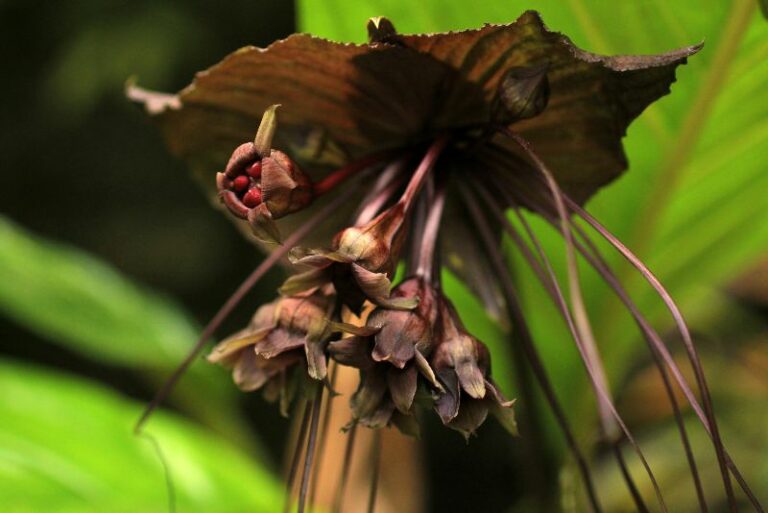 Bat Flower Care: Tips For Growing Tacca Bat Flowers