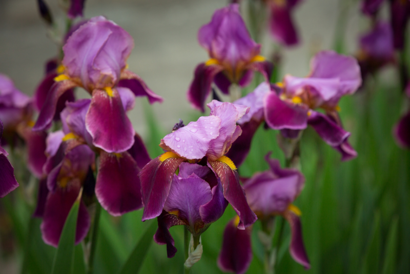 Bearded Irises (Iris germanica)