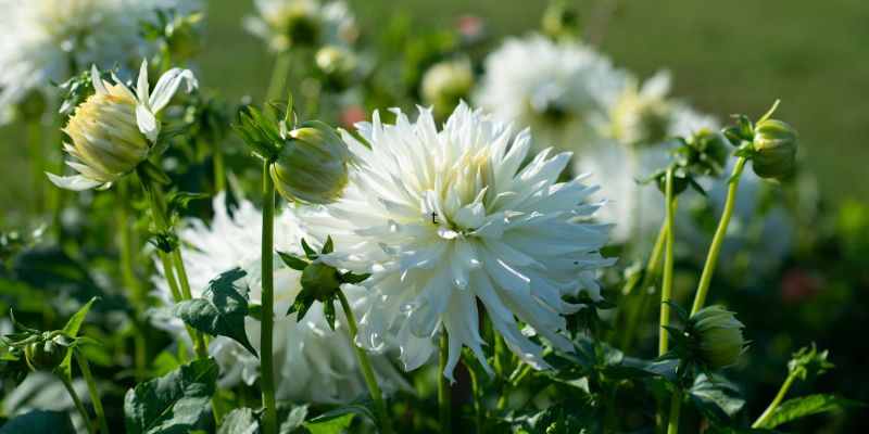 Benefits of Growing White Dahlias
