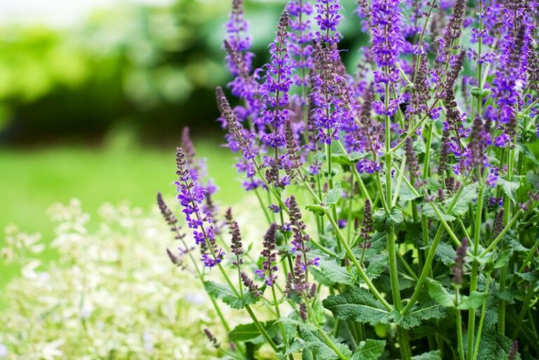 Best Salvia Varieties: Stunning Choices for Your Garden