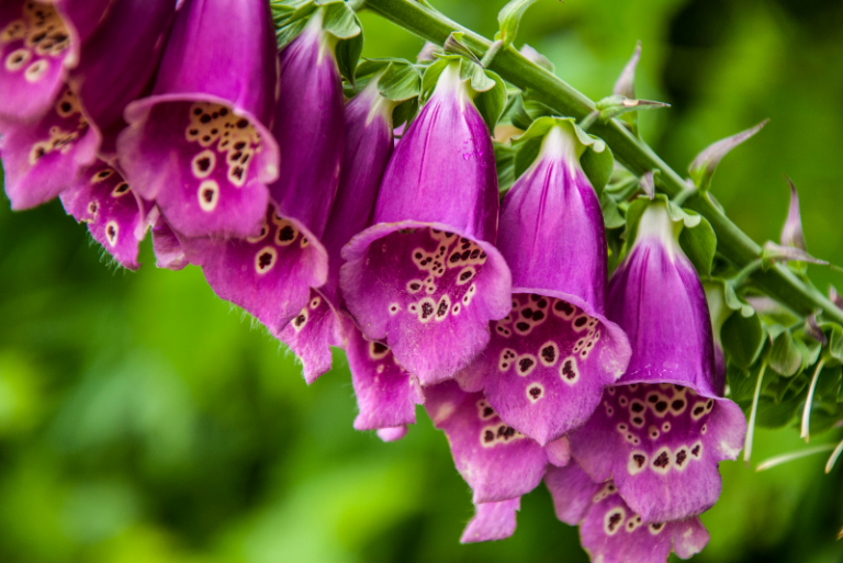 Exploring the Best Foxgloves to Grow in Your Garden