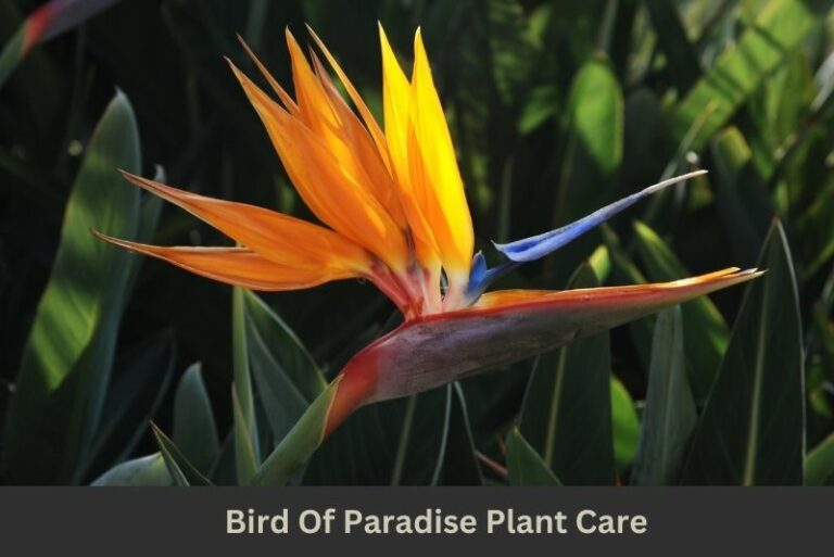 Bird Of Paradise Plant Care: Indoor And Outdoor Birds Of Paradise