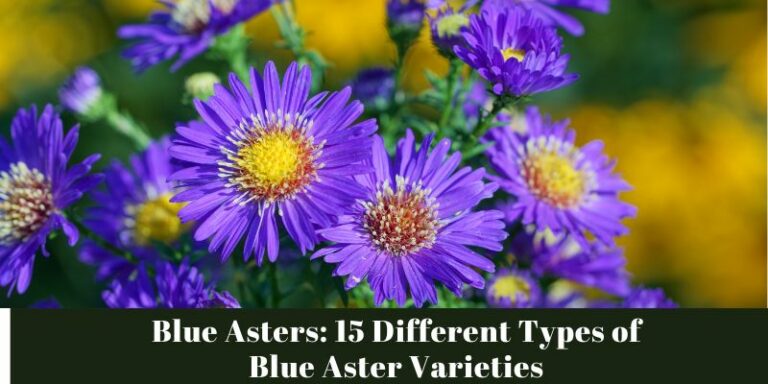 Blue Asters: 15 Different Types of Blue Aster Varieties