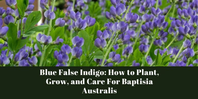Blue False Indigo: How to Plant, Grow, and Care For Baptisia Australis