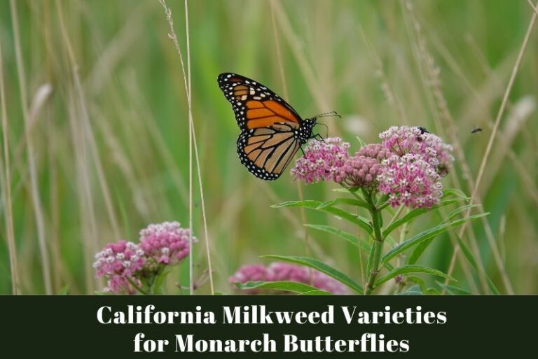 Best California Milkweed Varieties for Monarch Butterflies