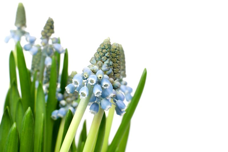 Choosing the Right Container for Your Grape Hyacinth
