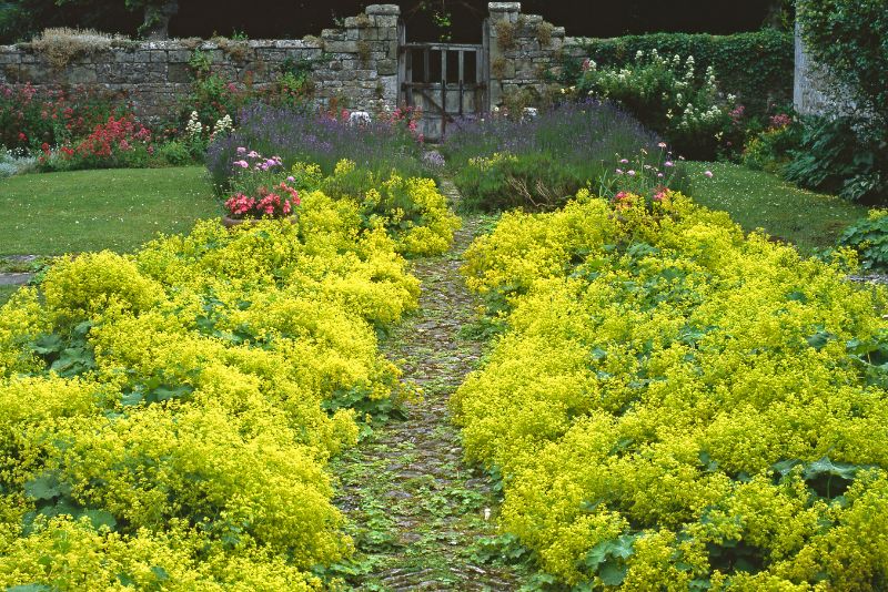 Choosing the Right Location for Your Lady's Mantle