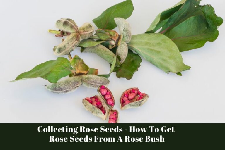 Collecting Rose Seeds – How To Get Rose Seeds From A Rose Bush