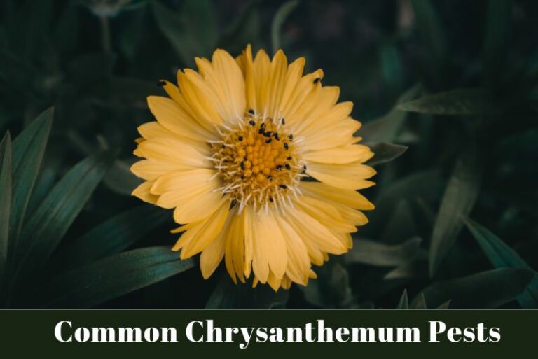 Identify And Control 13 Common Chrysanthemum Pests