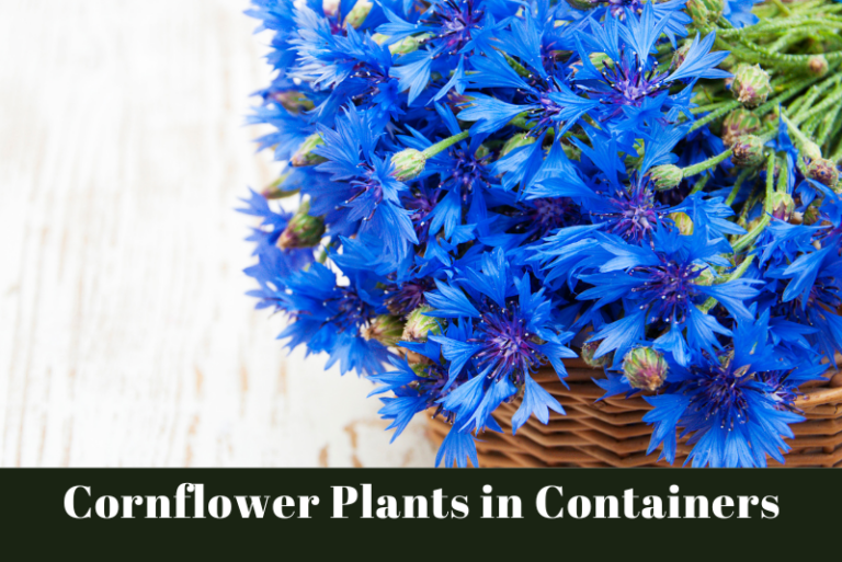Cornflower Plants in Containers: Growing Bachelor’s Buttons in Pots
