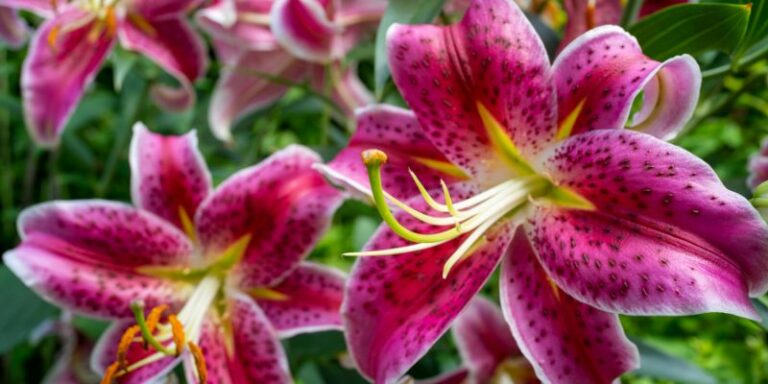 Cultivating Elegance: The Art of Growing Lilies