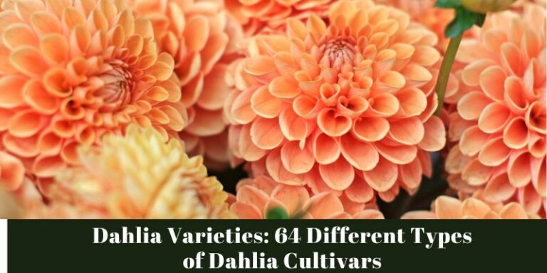 Exploring the Diversity of Dahlia Cultivars: A Comprehensive Guide