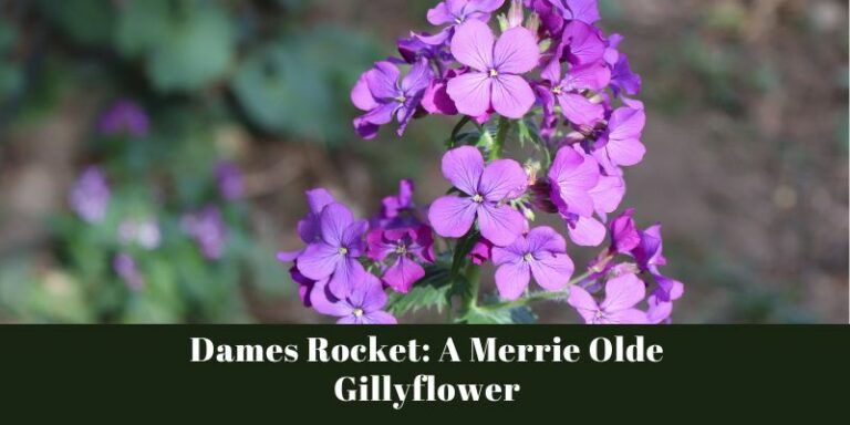 Dames Rocket: A Merrie Olde Gillyflower