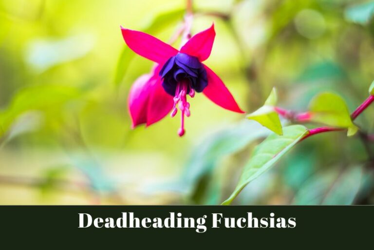 The Importance of Deadheading Fuchsias