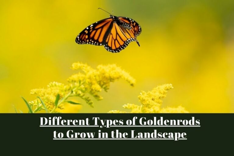 Exploring Different Types of Goldenrods for Your Landscape