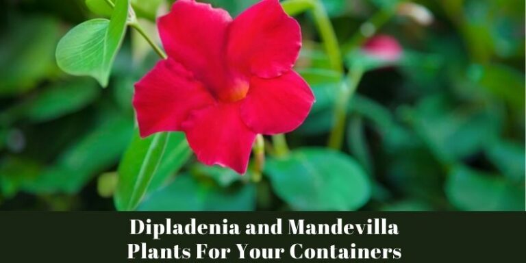 Dipladenia and Mandevilla Plants For Your Containers