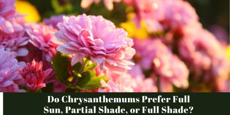 Do Chrysanthemums Prefer Full Sun, Partial Shade, or Full Shade?