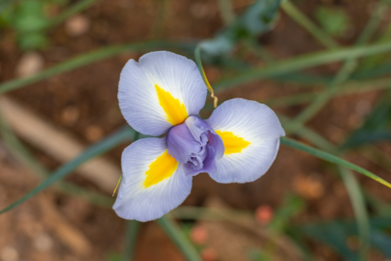 Dutch Irises (Iris x hollandica)