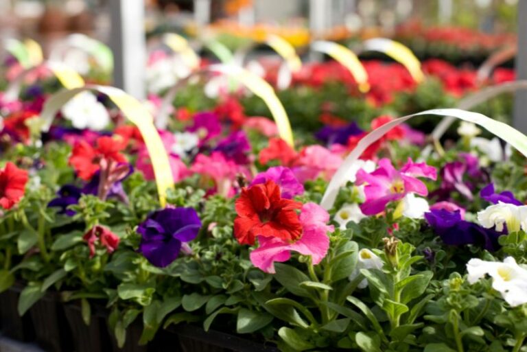 Easy Care Annual Flowers For Your Spring Garden