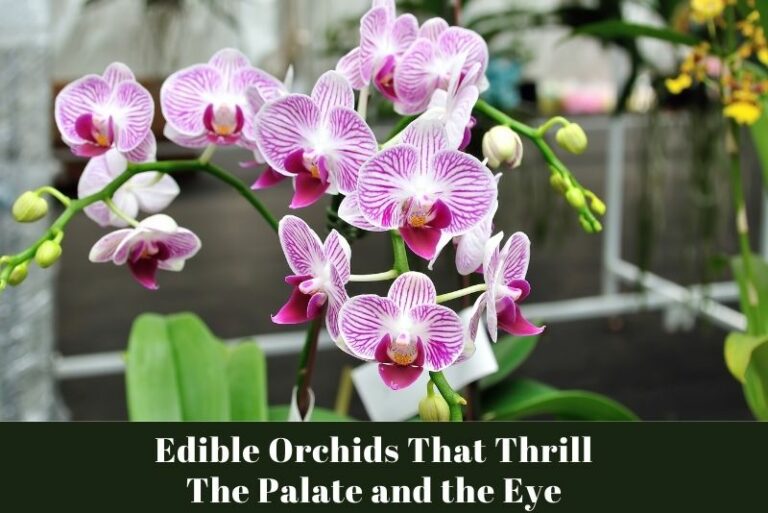Edible Orchids That Thrill the Palate and the Eye