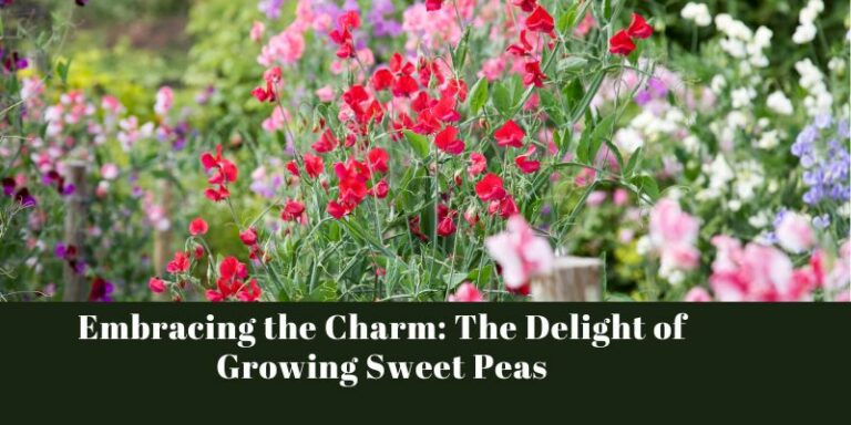 Embracing the Charm: The Delight of Growing Sweet Peas