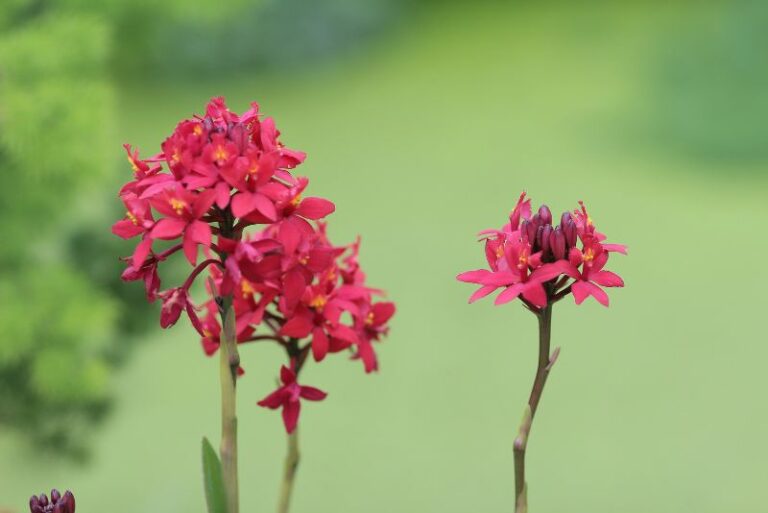 Epidendrum Radicans: Care Guide and Characteristics