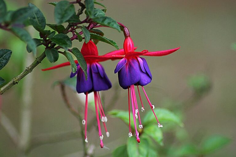 Exploring the Edibility of Fuchsias: Berries, Leaves, and Flowers
