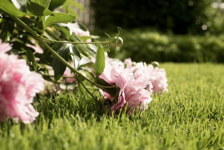 Fall Peony Care: Tips & Tricks For Big Blooms Next Spring