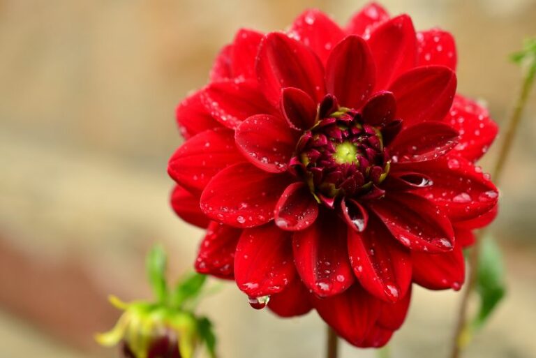 Five Gorgeous Red Dahlias to Brighten Your Garden