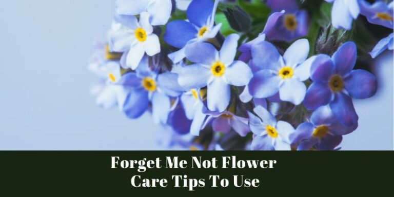 Forget Me Not Flower Care: A Comprehensive Guide