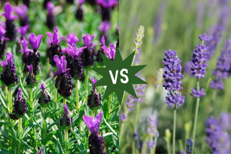 Unveiling the Distinctions: French Lavender vs. English Lavender