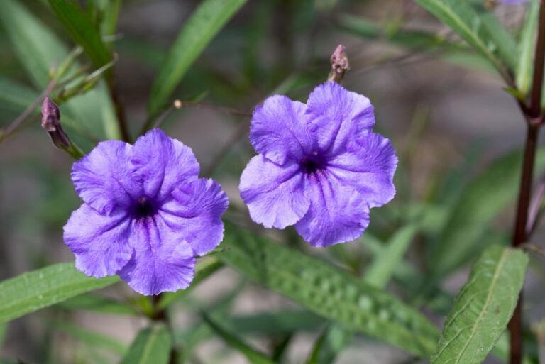 Guide to Growing Mexican Petunias (Ruellia Simplex) for a Heat and Shade Tolerant Perennial