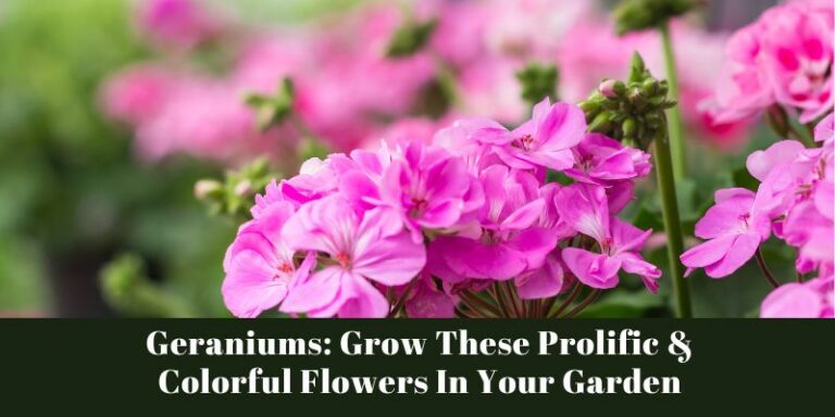 Geraniums: Grow These Prolific & Colorful Flowers In Your Garden