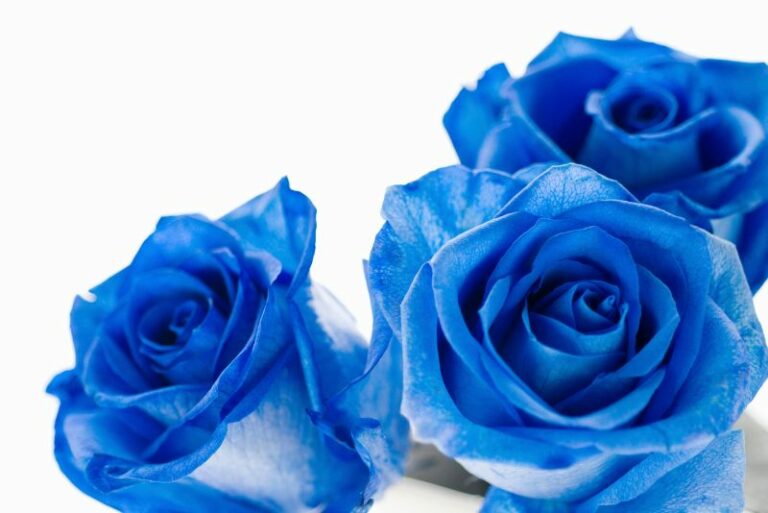 Black & Blue Roses: The Myth of the Blue Rose Bush and the Black Rose Bush