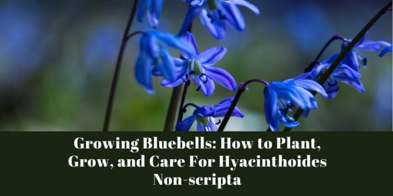 Growing Bluebells: How to Plant, Grow, and Care For Hyacinthoides Non-scripta