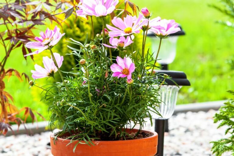 Tips for Growing Cosmos in Pots