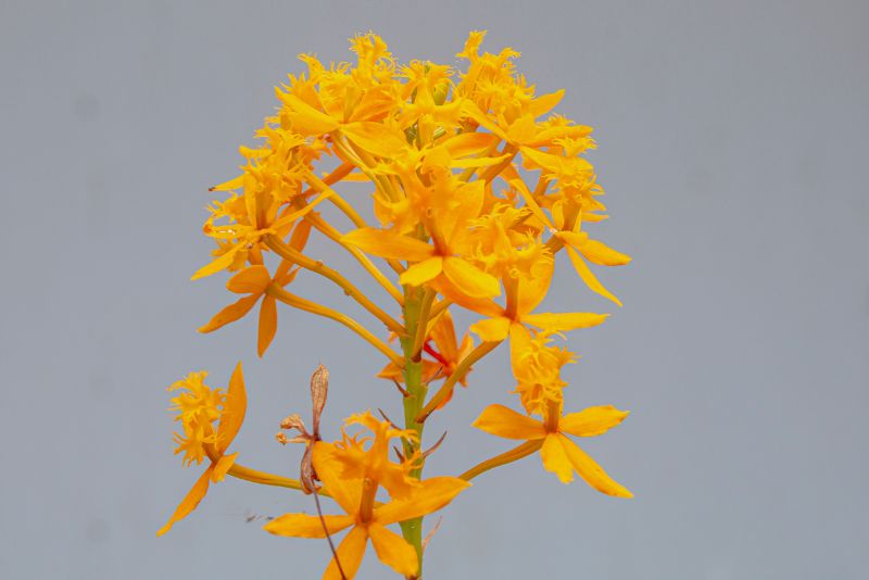 Growing Epidendrum Orchids at Home