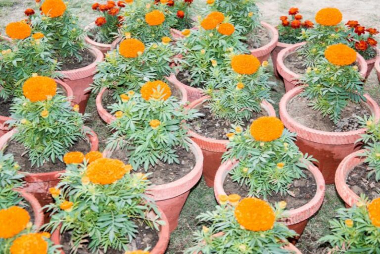 Growing Marigolds in Pots: A Comprehensive Guide